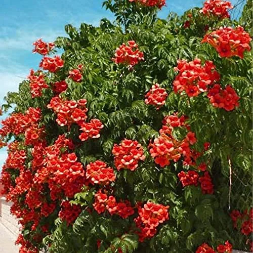 QAUZUY GARDEN- 20 Dark Red Hummingbird Trumpet Vine Seeds Hardy Striking Vine Plant for Garden and Outdoor Hummingbirds Love It