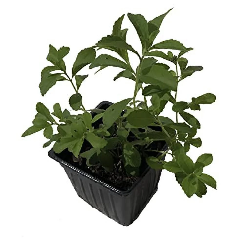 Stevia Live Plant, (Stevia rebaudiana) 2.5 inch Pot - Candy Leaf Sweet Leaf Sugar Leaf Sweetener Plant Live