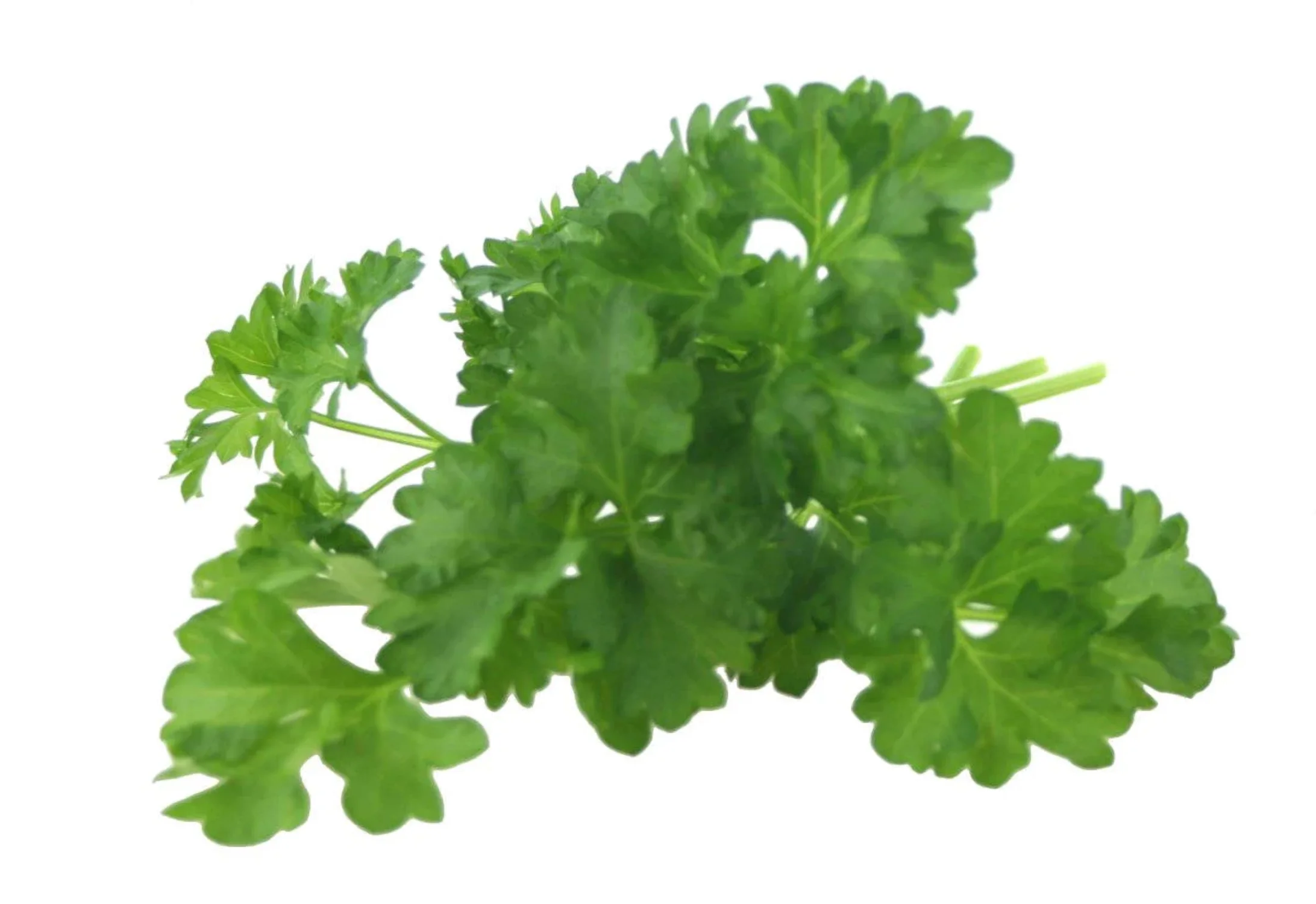 1500 FLAT LEAF PARSLEY Seeds Petroselinum Crispum Plain Single Italian Parsley Seeds