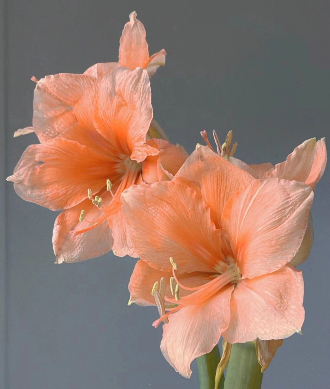 Amaryllis plant bulbs    Amaryllis bulbs for sale    Indoor balcony flower bulbs  	   Amaryllis	bulbs   Amaryllis plant already in pot   Double petals