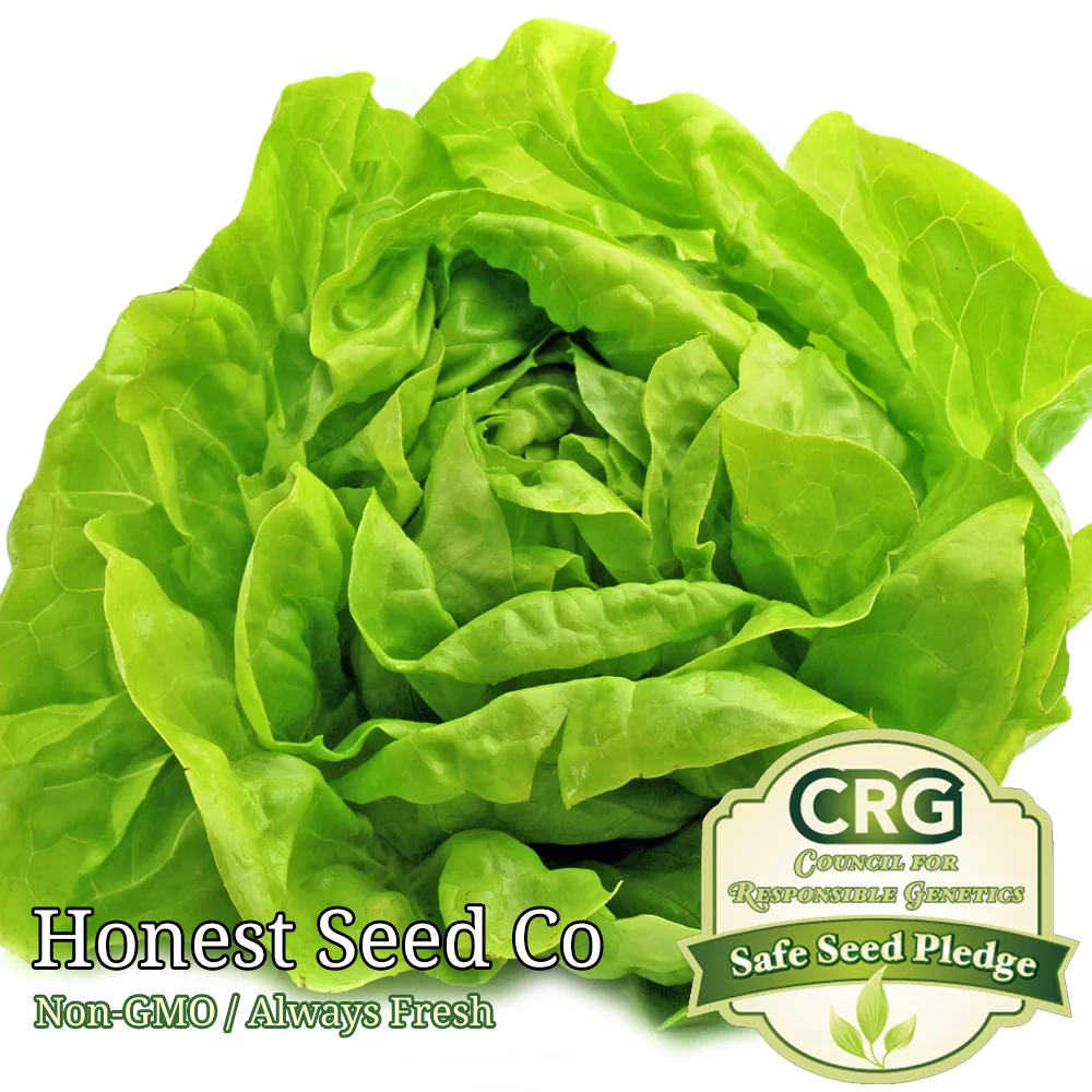 1200+ Butter Lettuce Seeds | Non-GMO | Fresh Garden Seeds