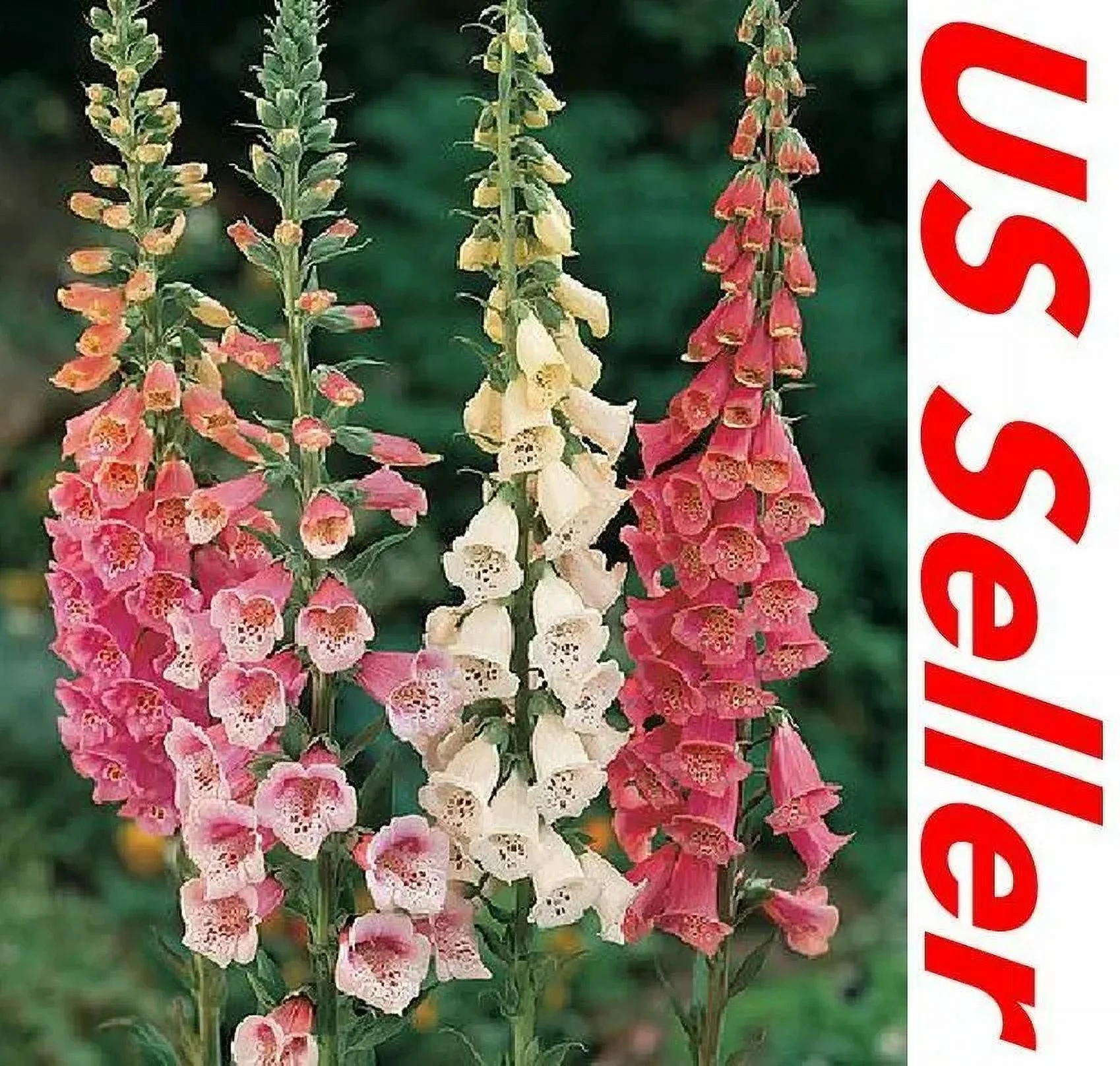 3000 Seeds Foxglove Seeds – Mix Col&nbsp;Seeds G139, Home Garden Flowers