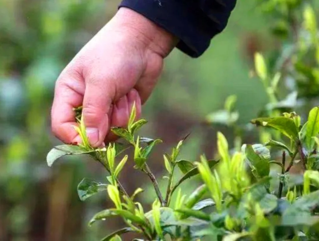 25 Camellia Seeds Camellia sinensis Chinese Green Tea Seeds Tea Plant Edible Flower