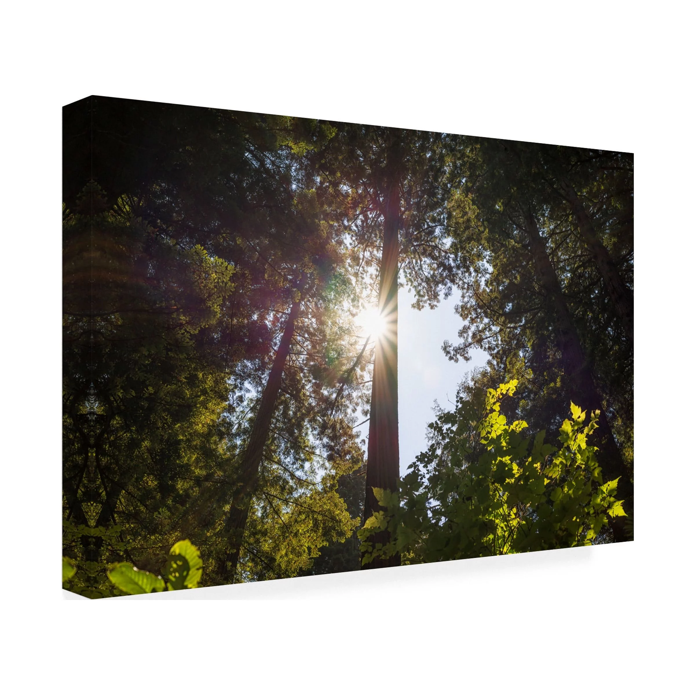 Trademark Fine Art Landscape Canvas Art ' Shine On Redwoods ' by Joseph S Giacalone