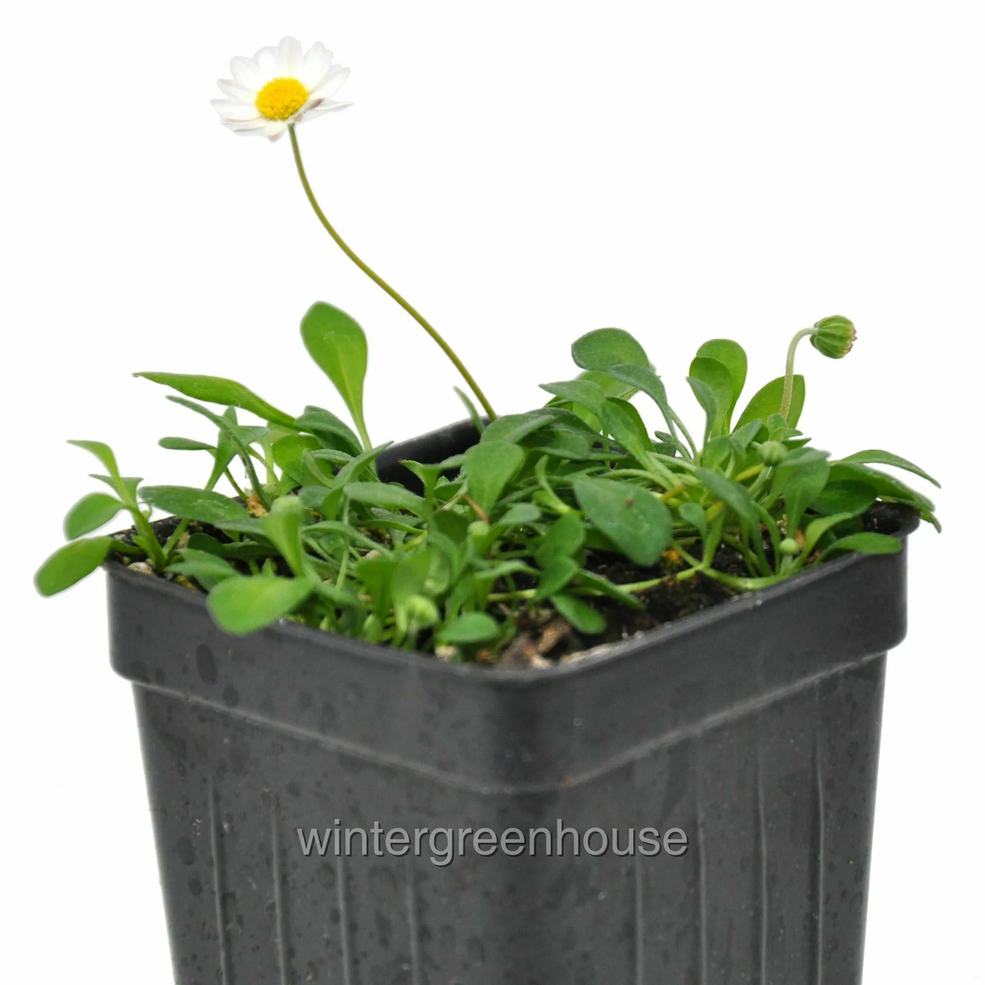 Bellium Minutum, Miniature Daisy - Pot Size: 3