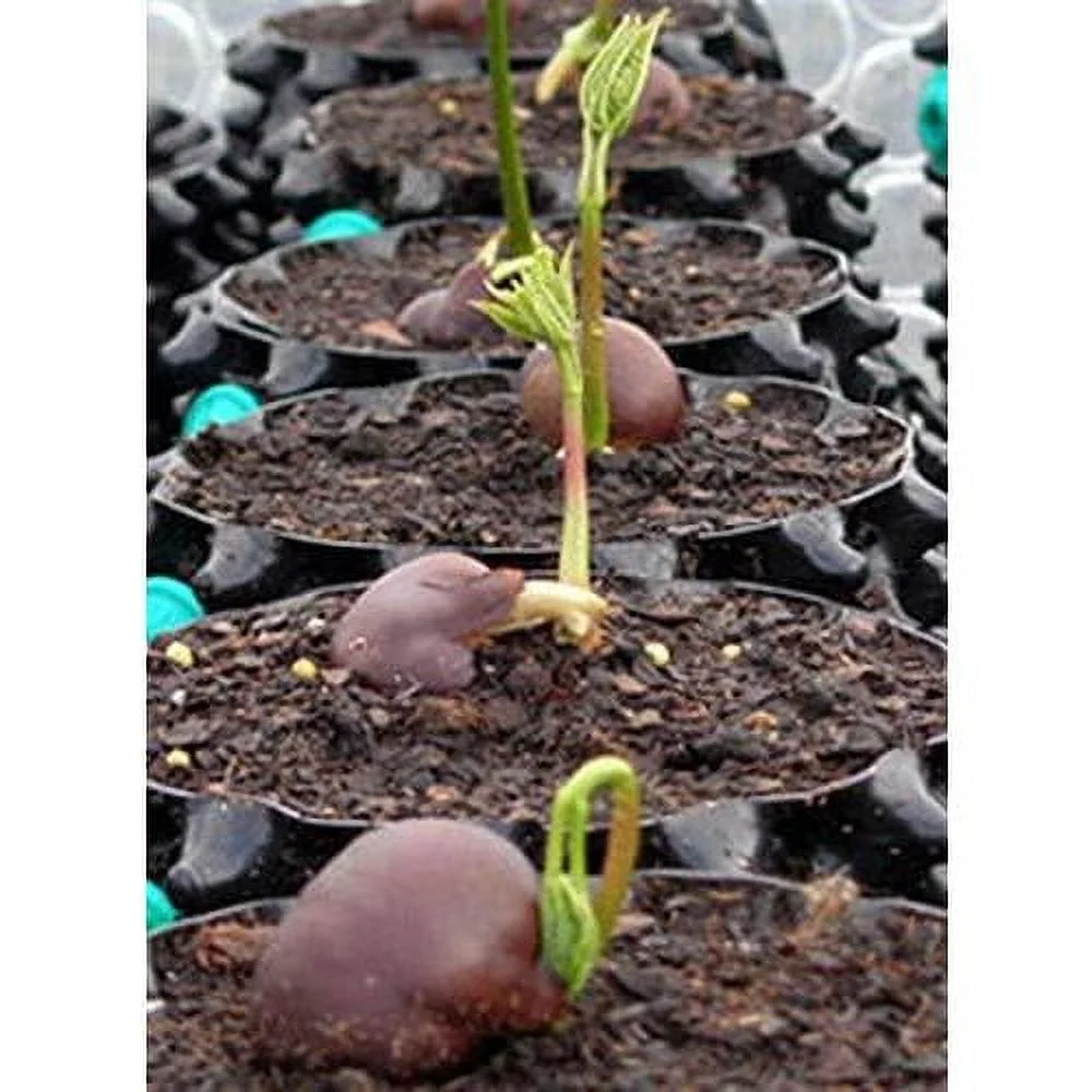 Air- 0.3 Gallon 1L Garden Propagation Planter Container