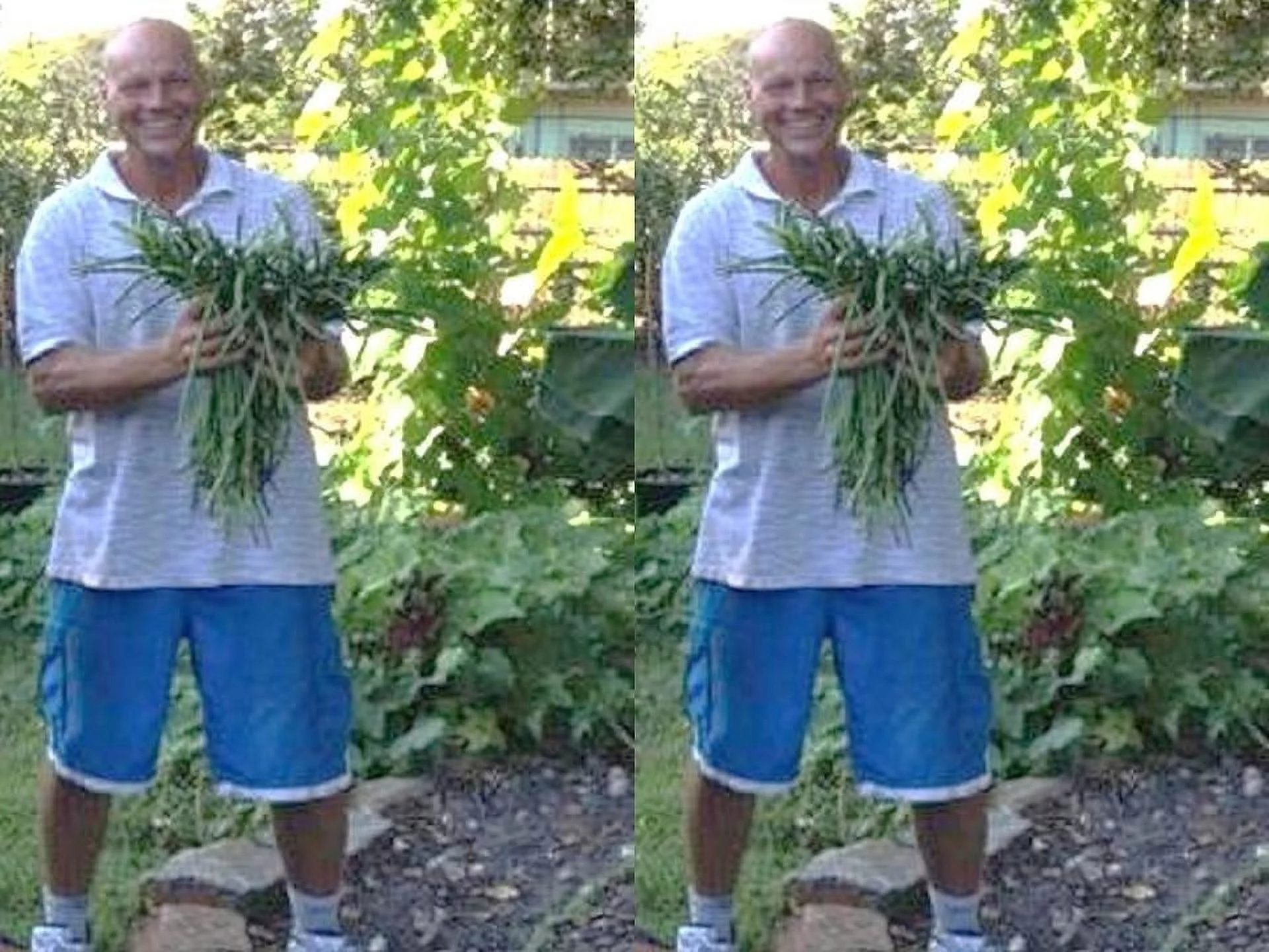 Black Yard Long Bean Seeds/ Annual/ Full Sun/ 2500 Seeds 1lb/ Zellajake Farm and Garden - B159