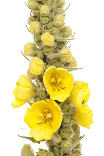 Great Mullein Verbascum thapsus 150 Seeds Heirloom- Non GMO - Open Pollinated