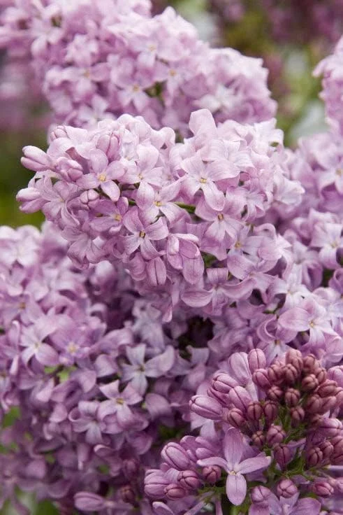 Two Pack of Common Old Fashioned Lilac Bushes - Fragrant Lavender Purple Flowers - 2 Live Plants 1 to 2 Feet Tall - Attract Hummingbirds and Butterflies