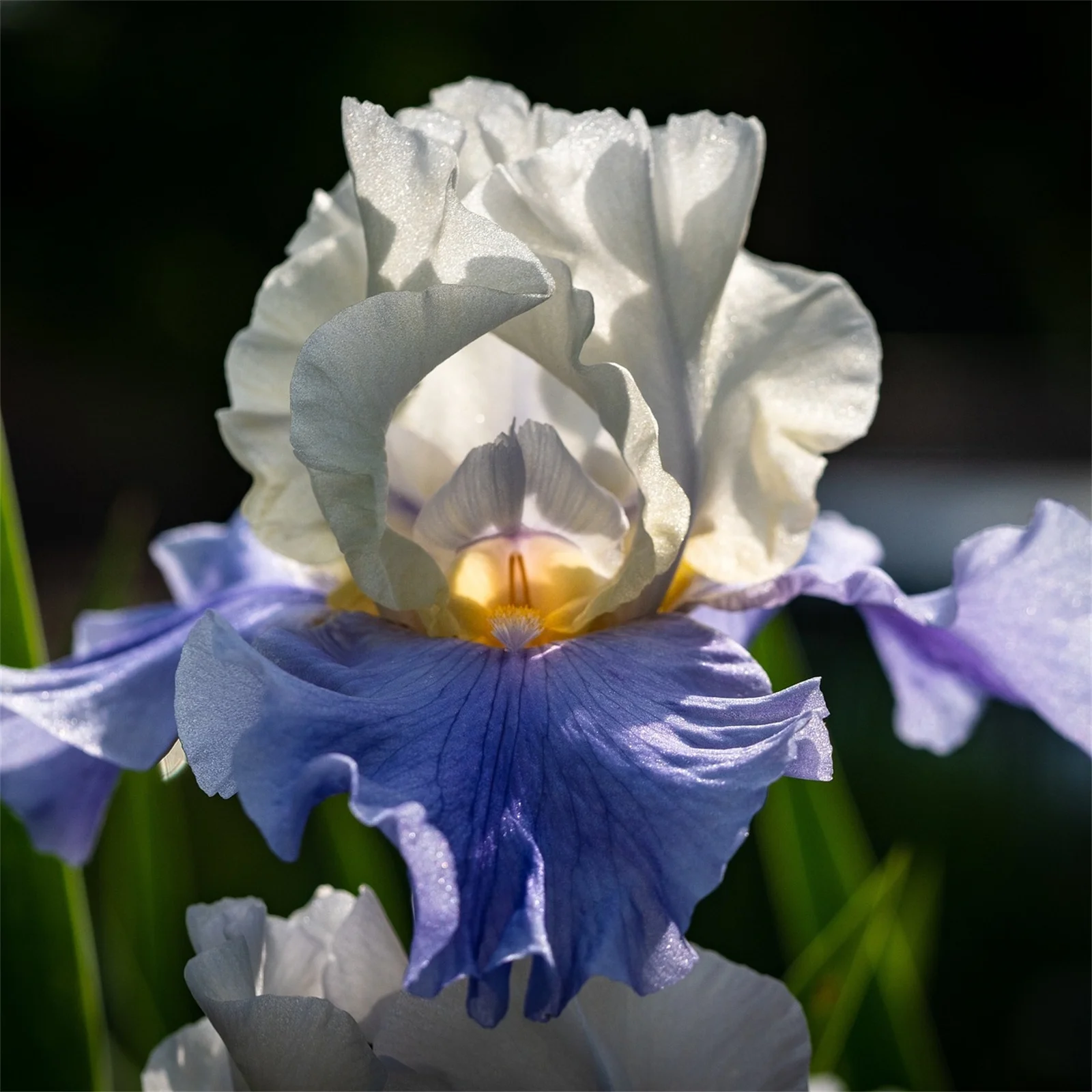 Bearded iris bulbs   Siberian iris bulbs     Iris bulbs     Iris bulbs for planting