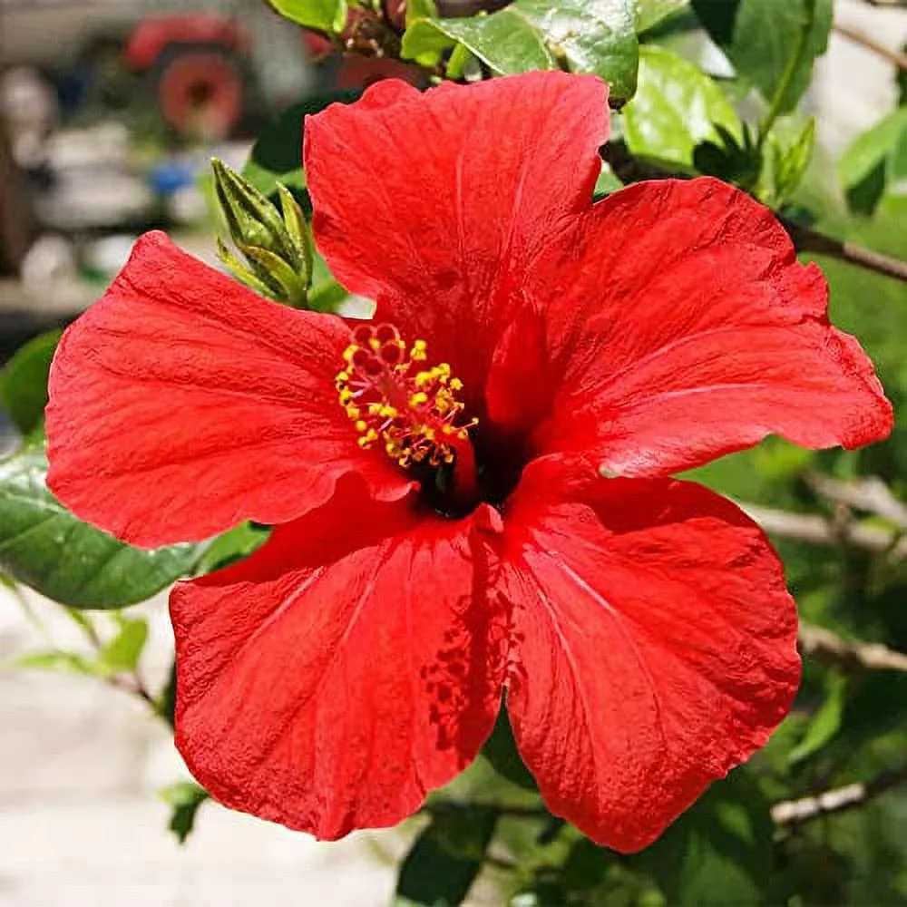 QAUZUY GARDEN 10 Seeds Red Swamp Rose Mallow Seeds Crimsoneyed Eastern Rosemallow Hibiscus Moscheutos Flower Seeds- Striking Perennial Landscape Flower