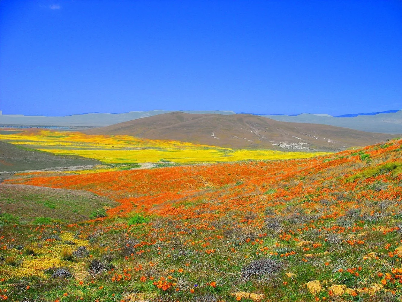 1000 MIXED Col CALIFORNIA POPPY Eschscholzia Californica Flower Seeds