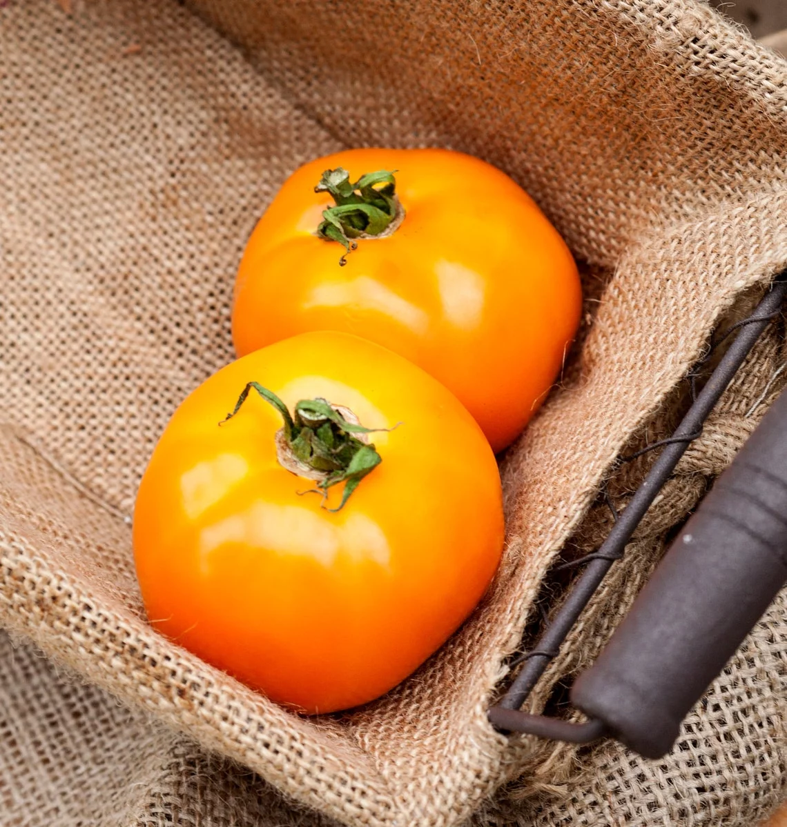 Pegs Round Orange Heirloom Tomato Premium Seeds Packet