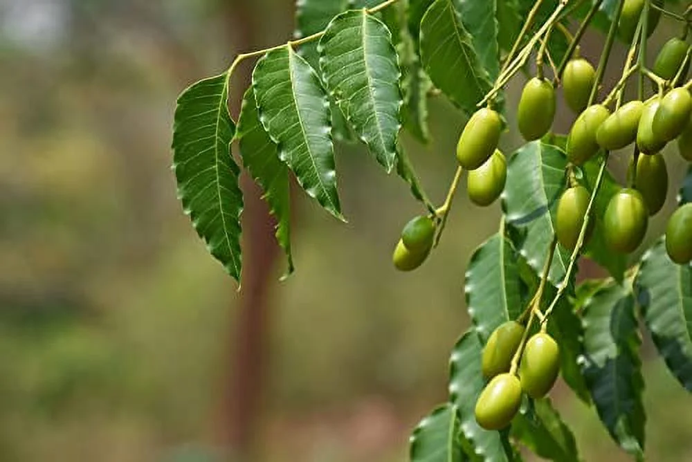 Neem Tree Seeds - 10 Seeds - Village Pharmacy Tree