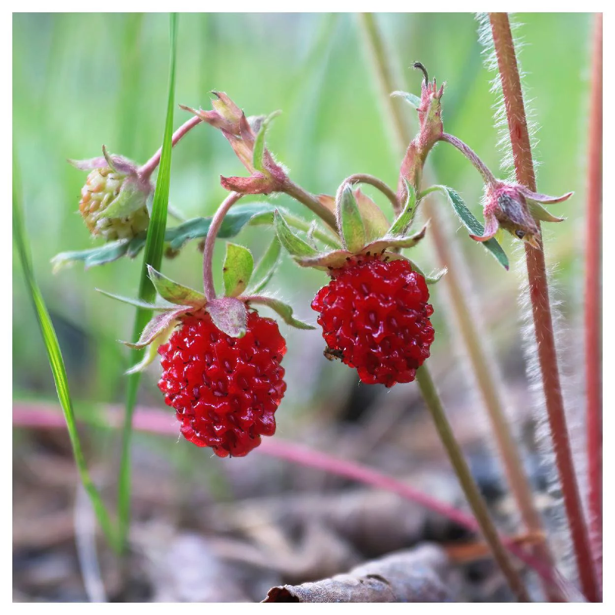 Everwilde Farms - 30 Wild Strawberry Native Wildflower Seeds - Gold Vault Jumbo Bulk Seed Packet