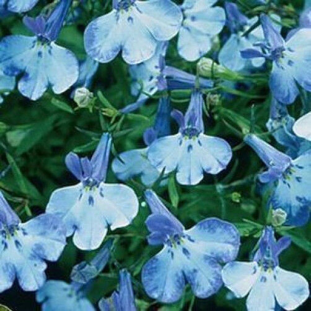 200 BLUE SPLASH LOBELIA REGATTA Blue & White Erinus Flower Seeds *Comb S/H
