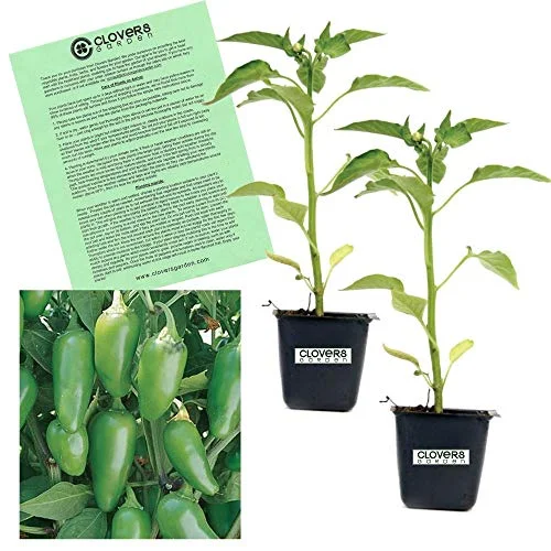 Clovers Garden Jalapeno Pepper Plant – Two (2) Live Plants – Non-GMO - Not Seeds – Each 4
