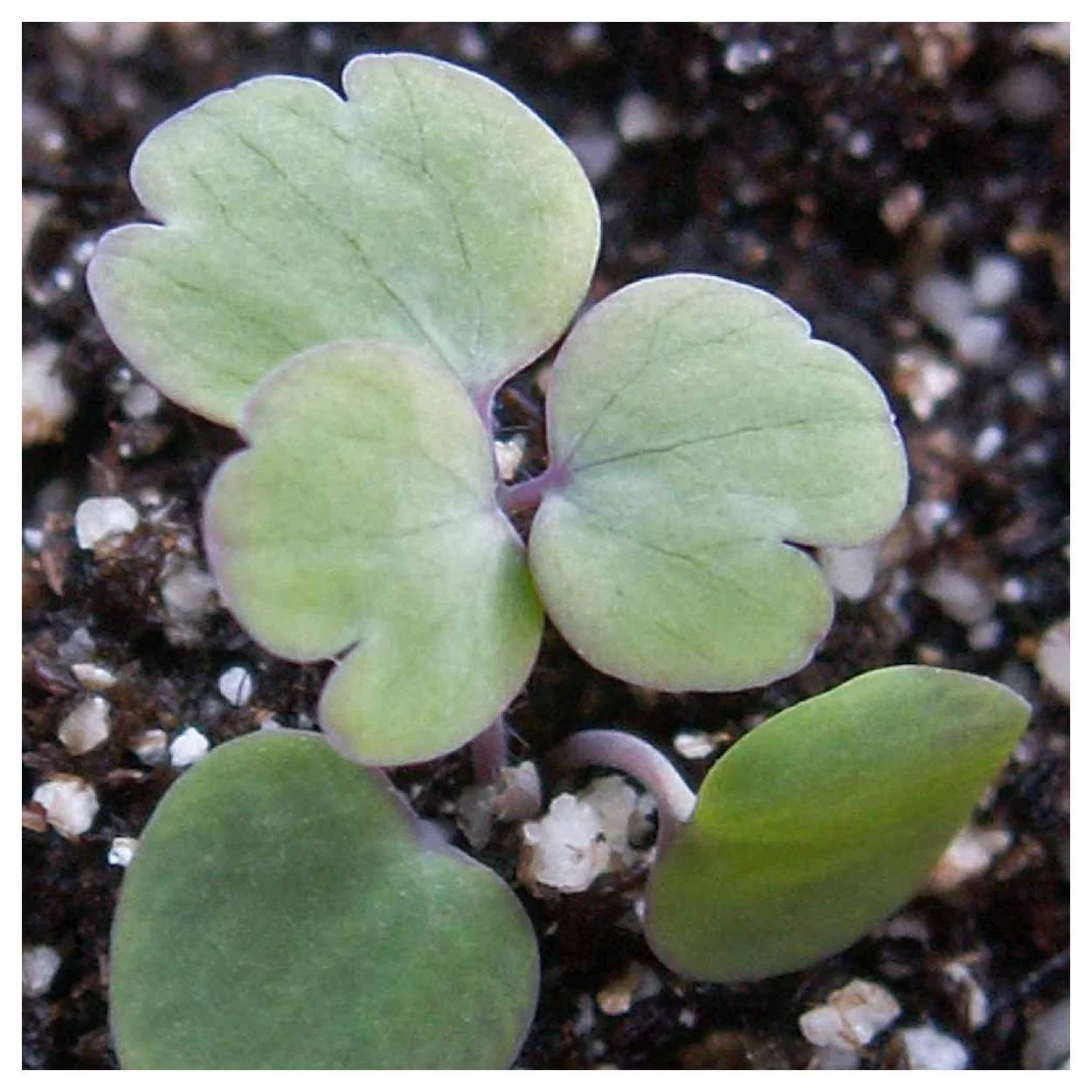 Everwilde Farms - 1250 Dwarf Mixed Columbine Garden Flower Seeds - Gold Vault Jumbo Bulk Seed Packet