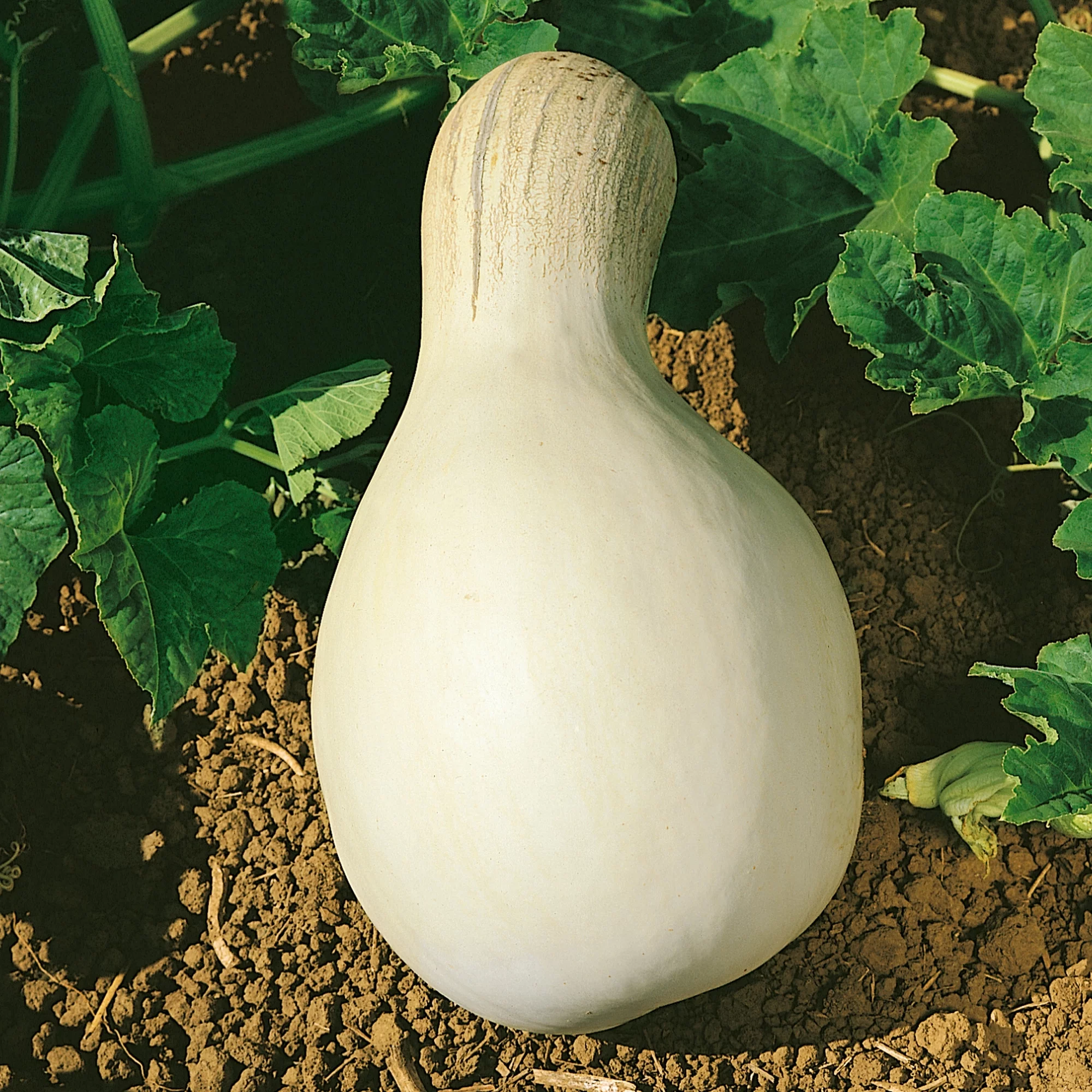 Cushaw White Pumpkin Seeds - 4 Oz ~700 Seeds - Non-GMO, Heirloom - Vegetable Garden - Cucurbita mixta