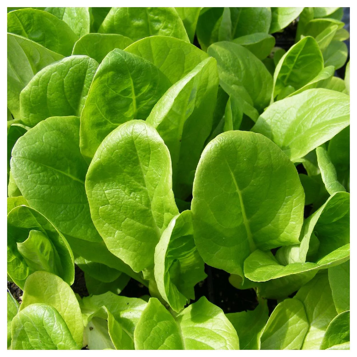 Everwilde Farms - 1000 Little Gem Butterhead Lettuce Seeds - Gold Vault Jumbo Bulk Seed Packet