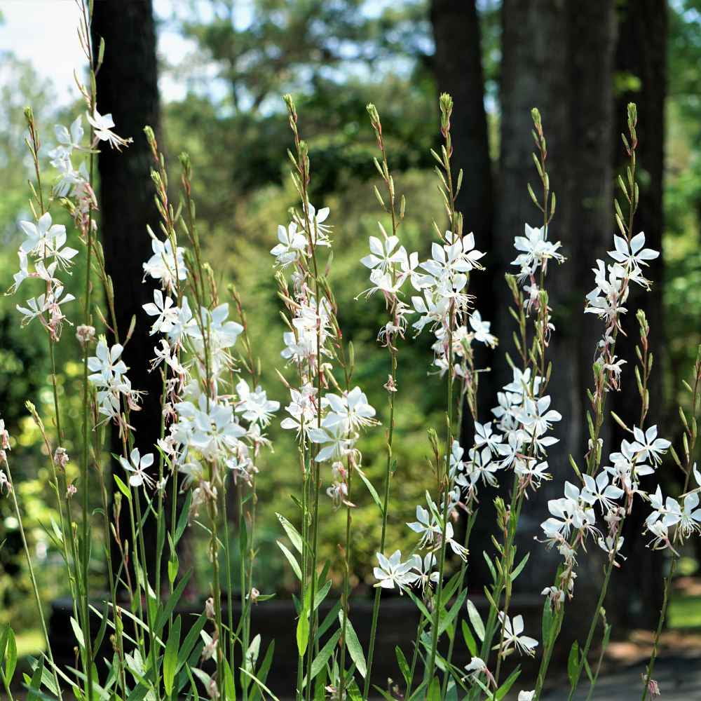 Outsidepride Gaura - 400 Seeds
