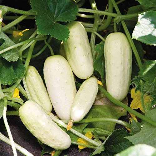 White Wonder Cucumber Seeds, 100 Heirloom Seeds Per Packet, Non GMO Seeds