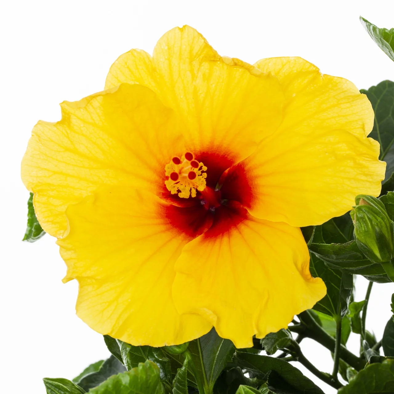 Island Blooms 2.5G Yellow Hibiscus Live Plants with Grower Pot