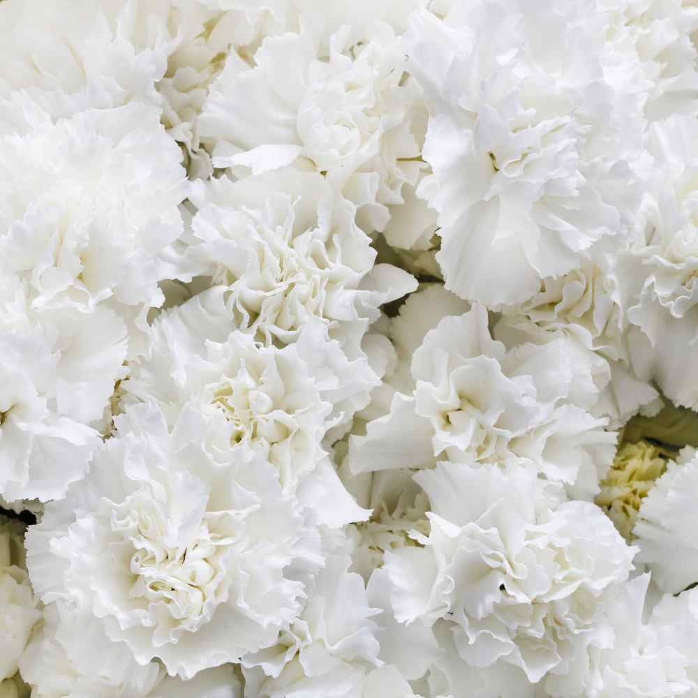 Outsidepride Carnation White - 2000 Seeds