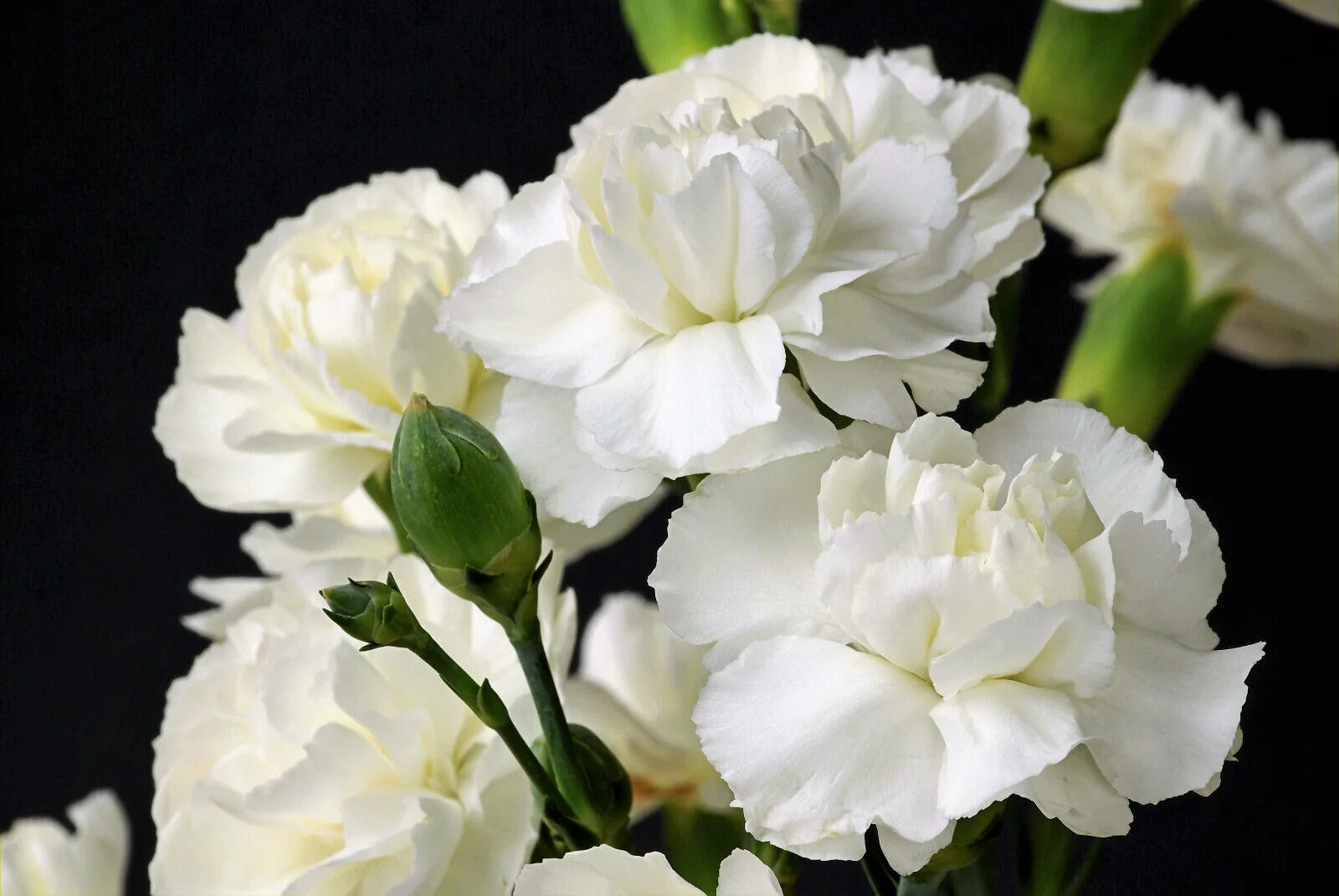 50 WHITE CARNATION Caryophyllus Grenadin Flower Seeds *Flat S/H
