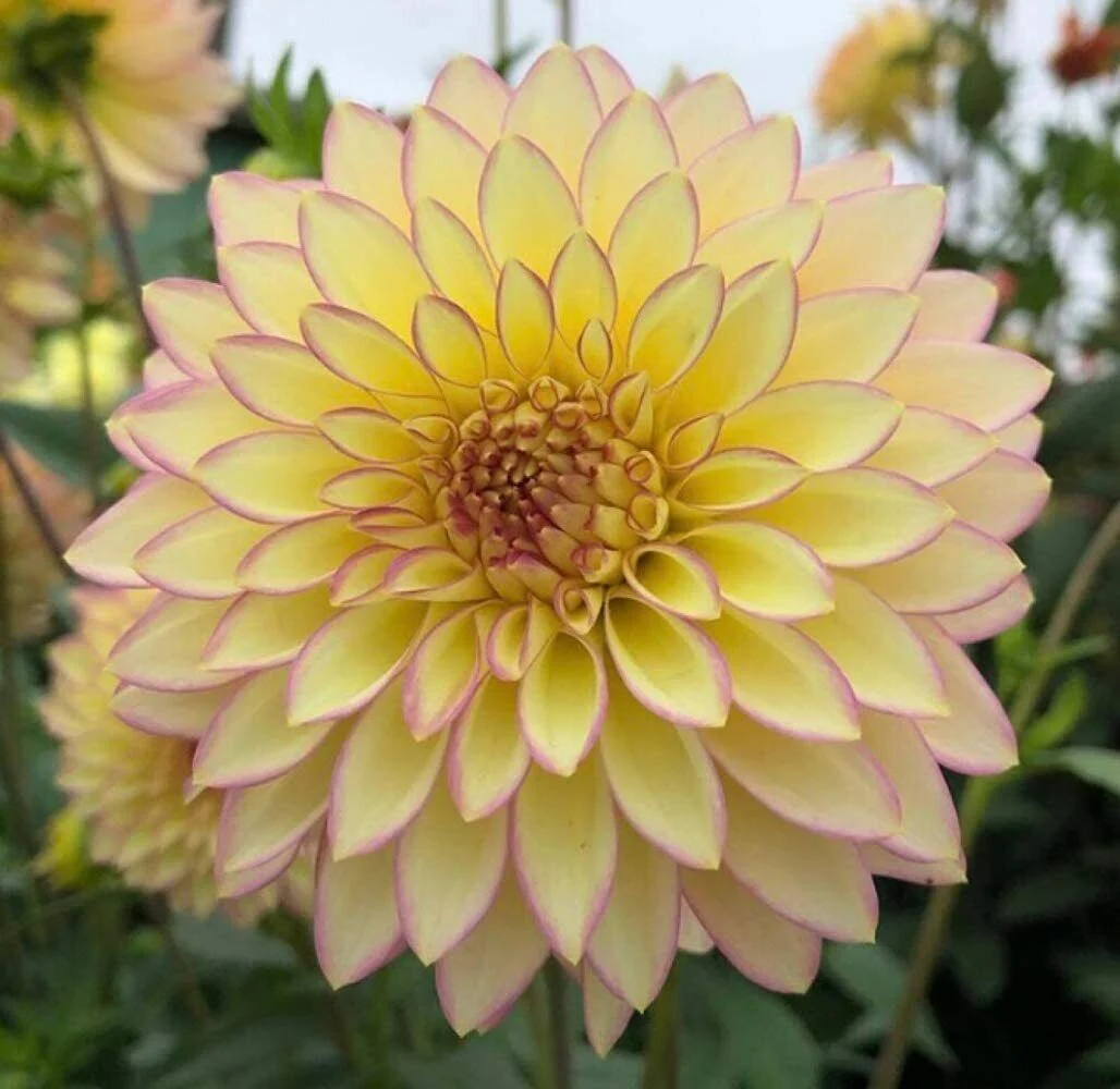 100 Dahlia Flower Seeds Exotic Mix Made in USA Ships from Iowa