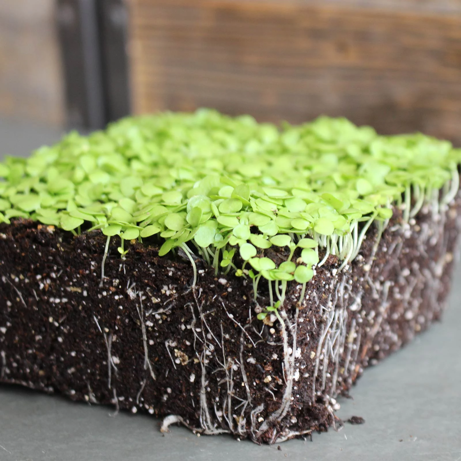 Paracress Seeds - 250 Mg ~1000 Seeds - Non-GMO Medicinal Herb Garden & Microgreens Seeds - AKA: Toothache Plant, Electric Daisy, Eyeball Plant, Peek-A-Boo, Electric Buttons