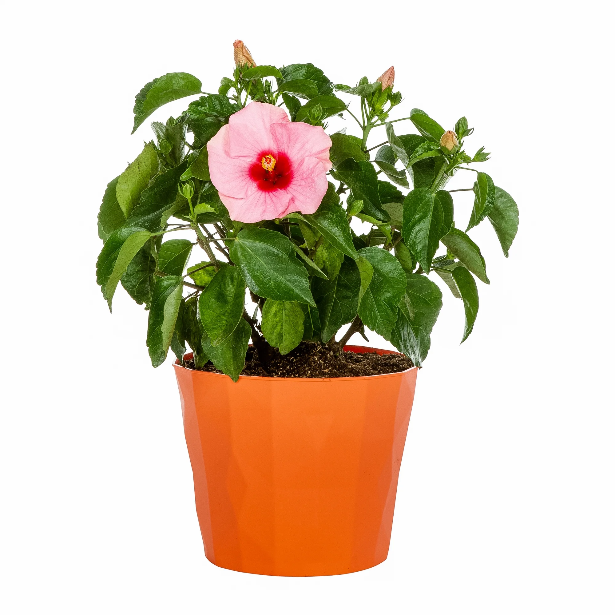 Island Blooms 3QT Multicolor Hibiscus Live Plants with Decorative Planter