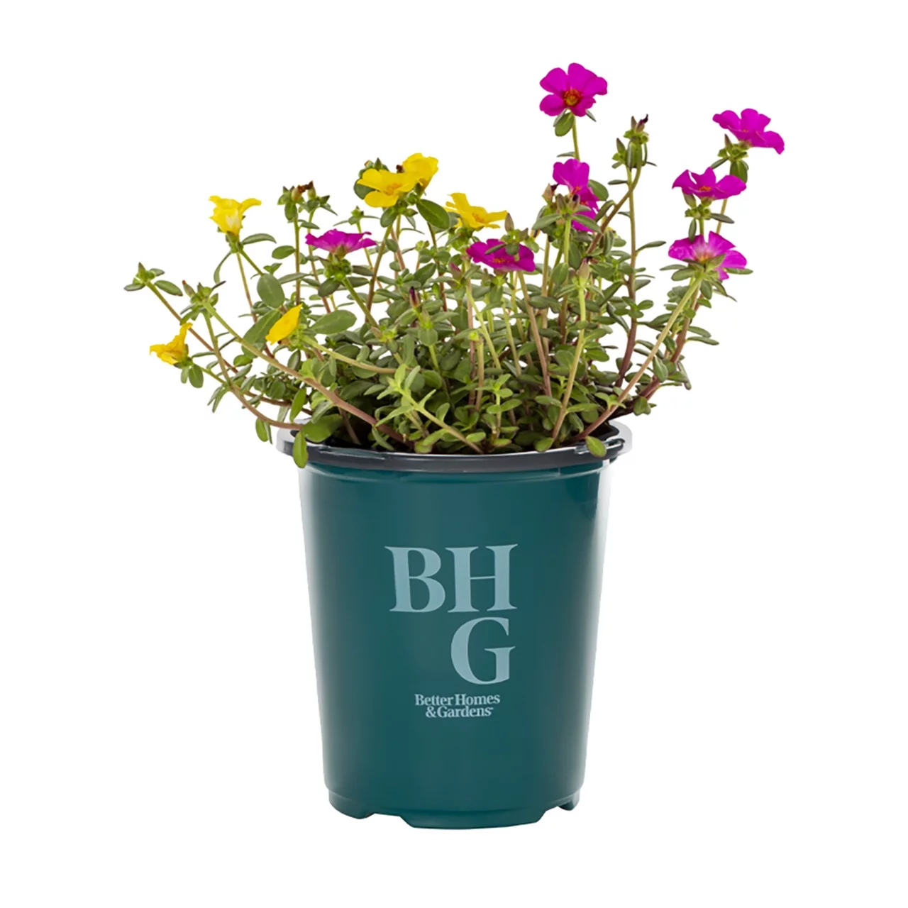 Better Homes & Gardens QT Multicolor Portulaca Live Plant Grower Pot Sun