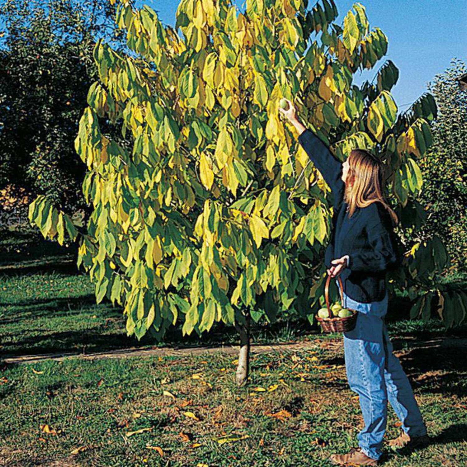 Paw Paw tree (large seedling)