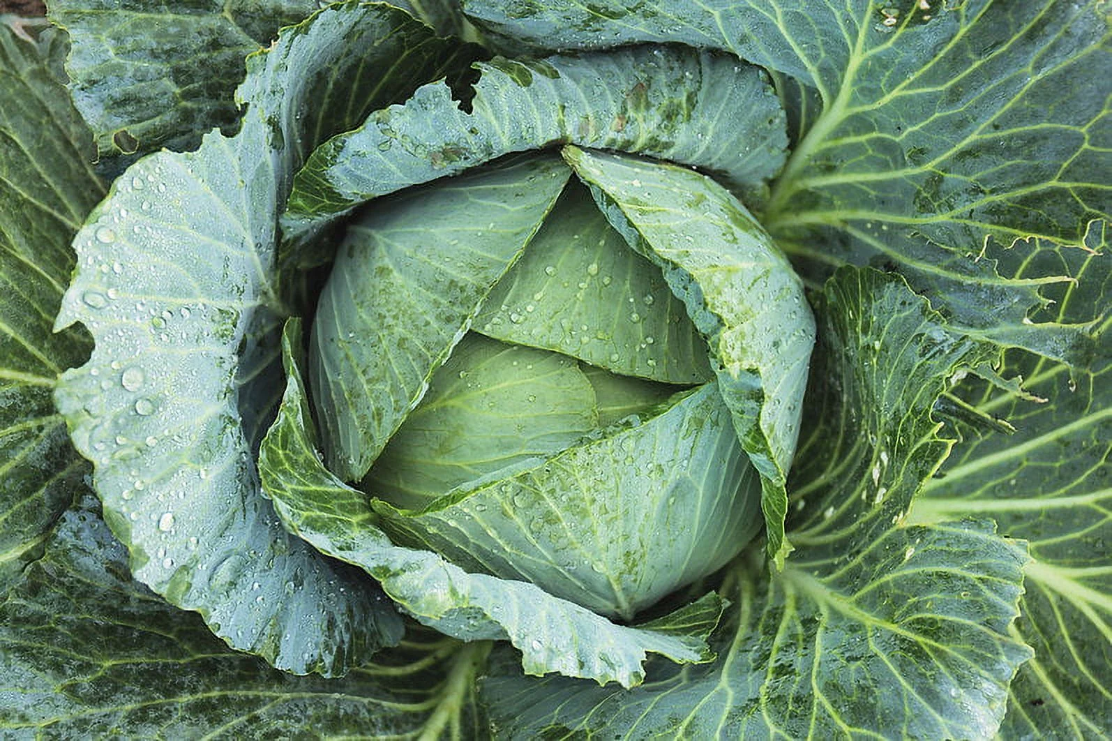 Vegetable Seeds-Golden Acre Cabbage-100 Heirloom Seeds- Beautifully Round  -Earliest Producer - Round 6- 7