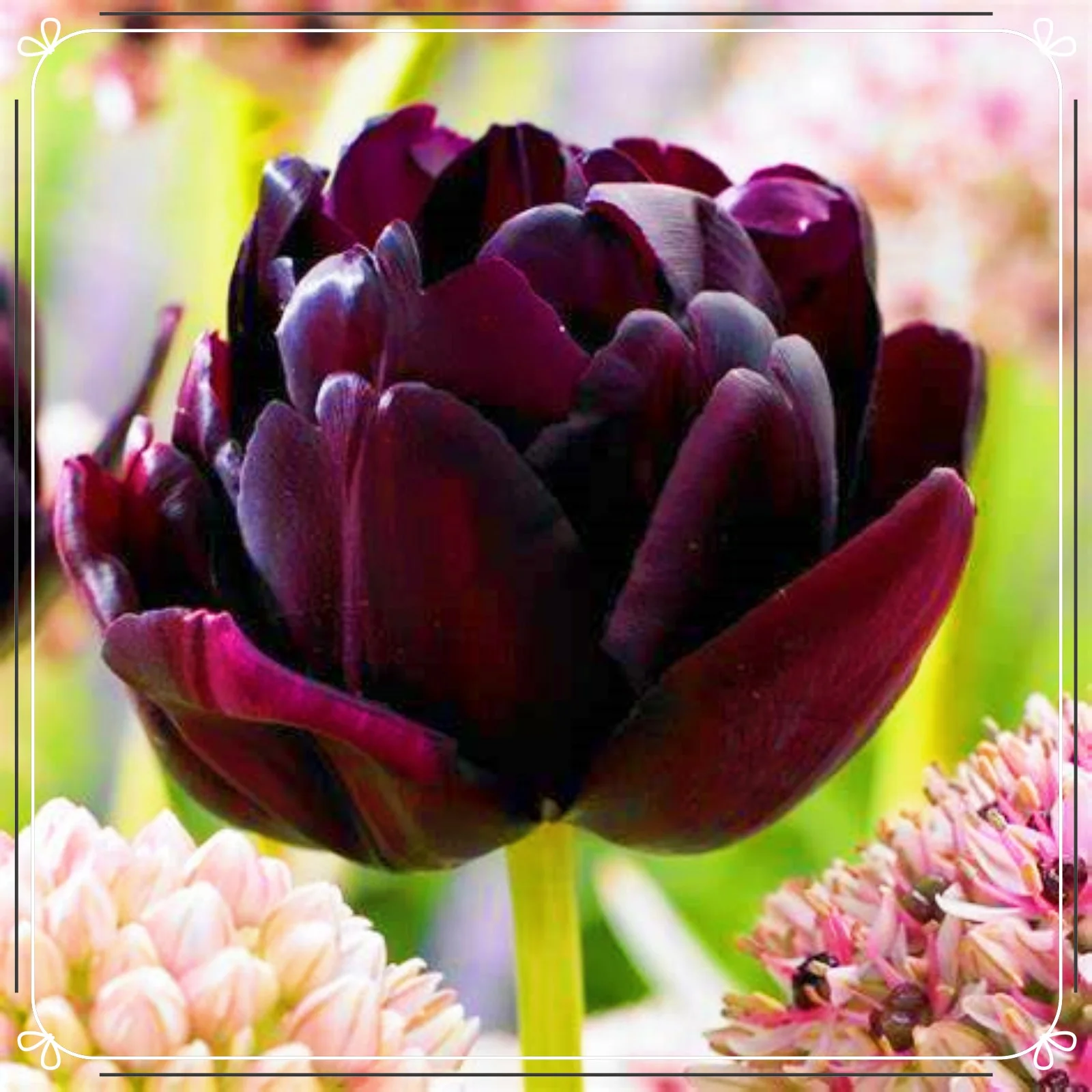 Tulip Bulbs For Planting Perennial Tulip Bulbs For Sale Tulip Flowers Bulbs Bulk Tulip Plant Bulbs Tulip Bulbs Garden Flowers