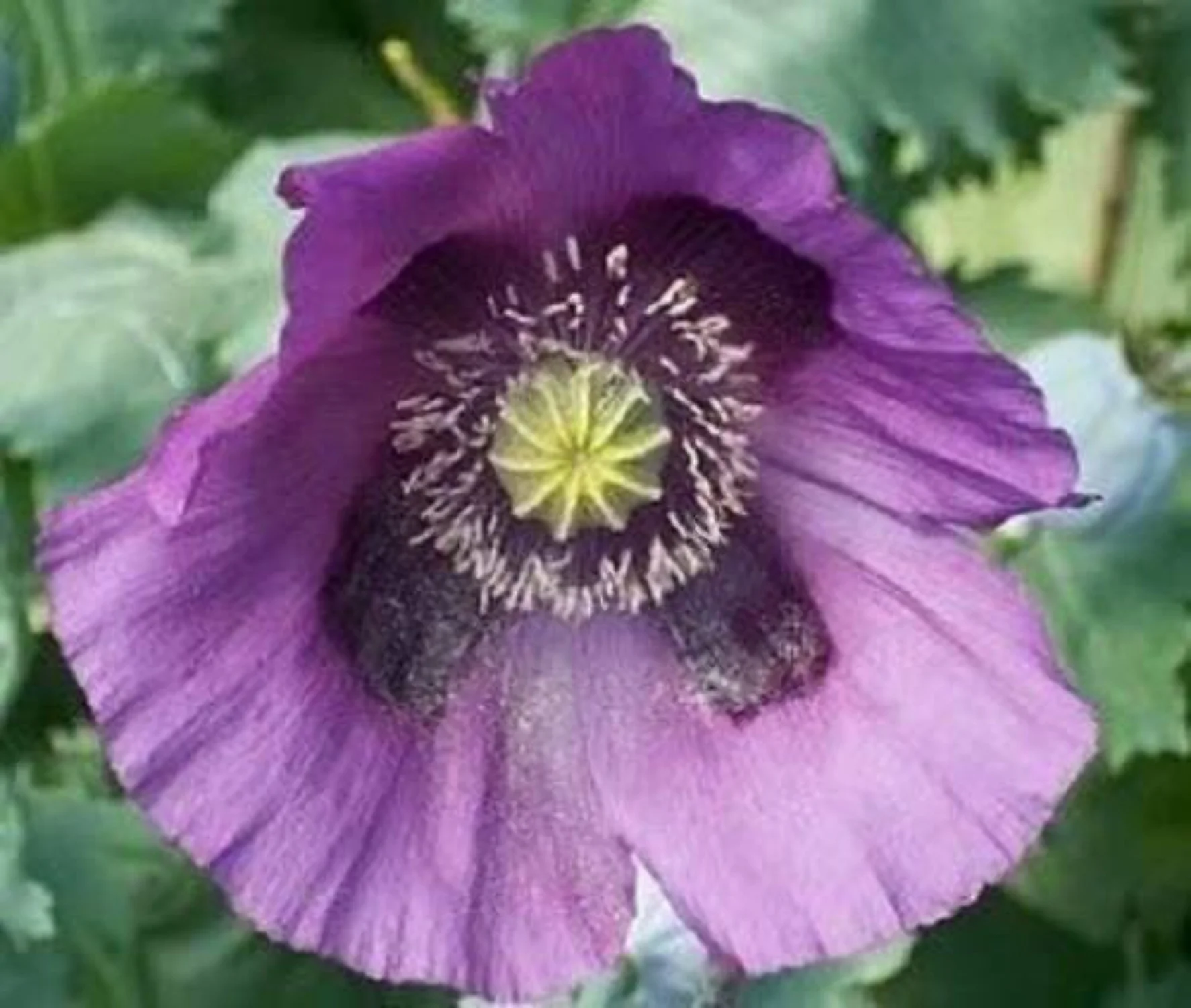 400 PERSIAN BLUE POPPY Papaver Somniferum Flower Seeds