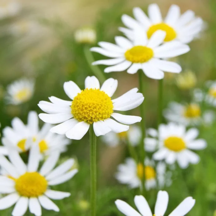 German Chamomile Seeds, NON-GMO, Herbal Tea, Scented Mayweed, FREE SHIPPING, 400k Seeds or 2 OZ