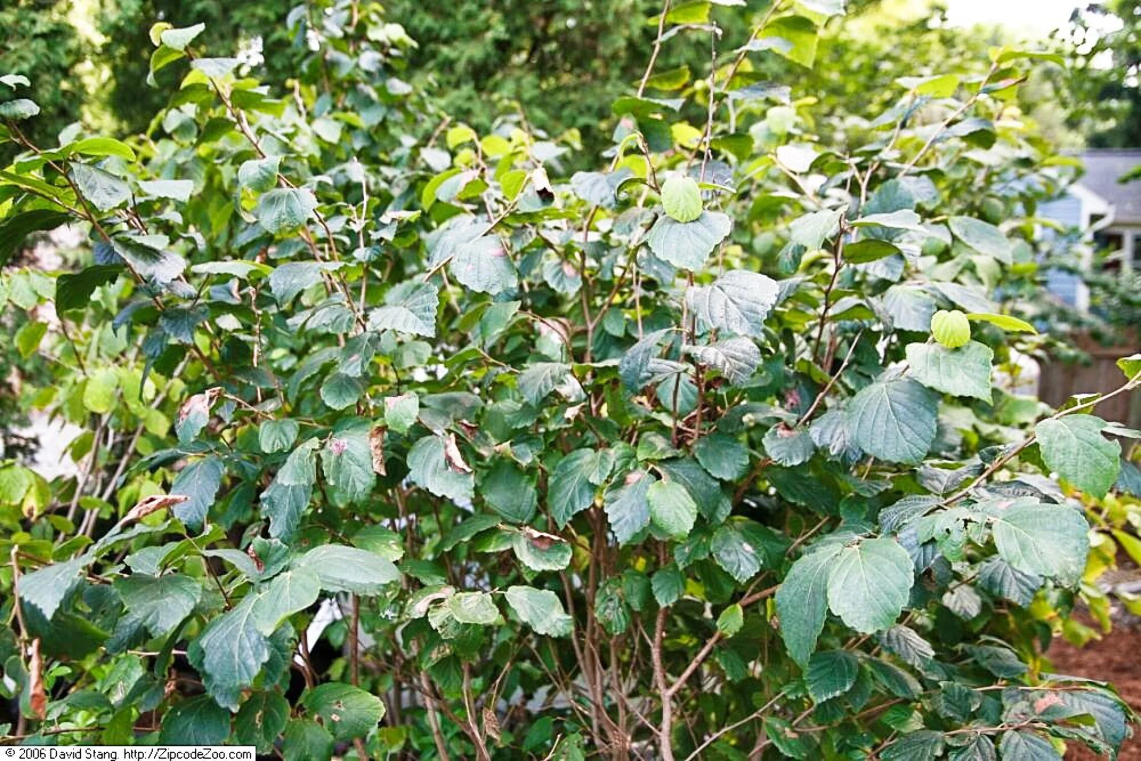 25 American WITCH HAZEL Hamamelis Virginiana Alder Shrub Tree Yellow Flower Seeds