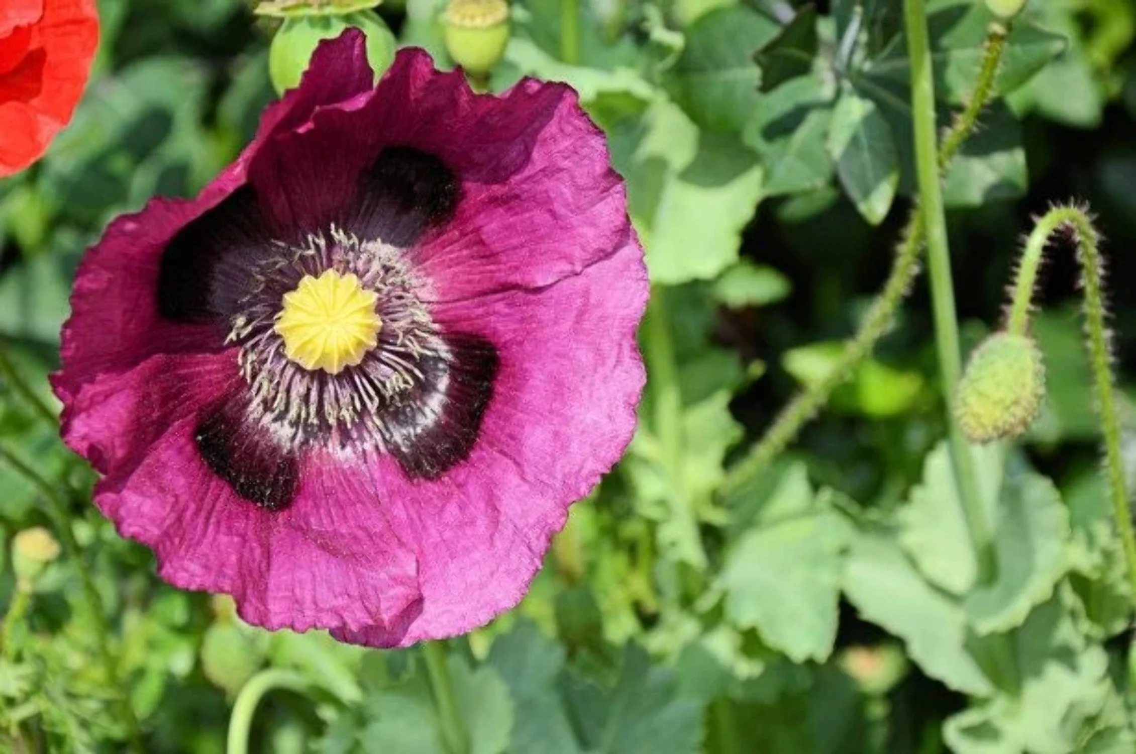 1000 HUNGARIAN BREADSEED POPPY Papaver Somniferum Purple Blue Flower Seeds