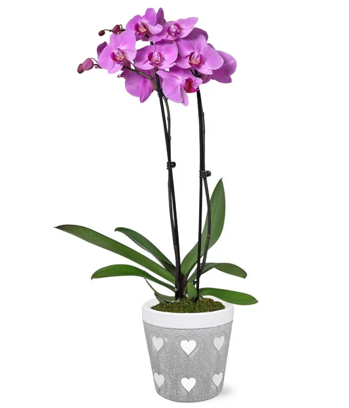 From You Flowers - Blooming Love Lavender Orchid for Birthday, Anniversary, Get Well, Congratulations, Thank You