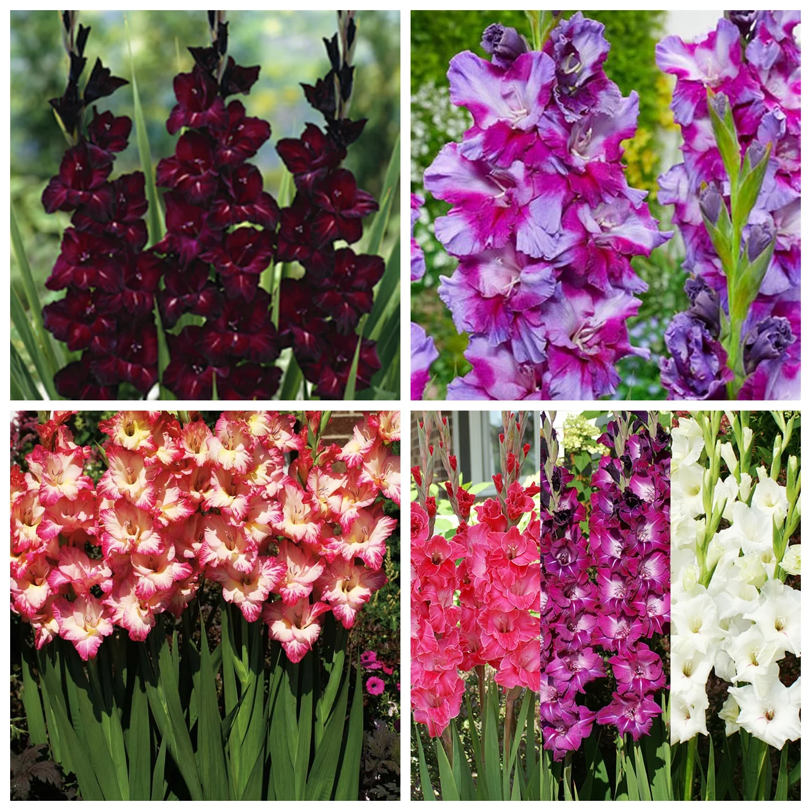 Gladiolus Bulbs, Gladiolus Flower Bulbs,Cold And Drought Tolerant, Gladiolus Flower Bulbs,Easy To Care For, Gardening Enthusiasts, Gladiolus, Gladiolus Plant,Require Little Water,Cold Tolerant Plants,