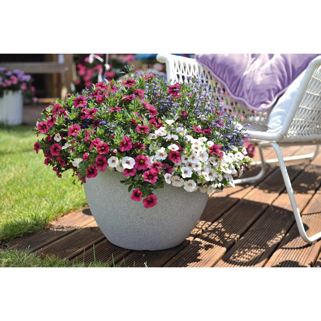 Better Homes & Gardens - 2.5 Gallon Multicolor Calibrachoa 'Water Wheel' Annual Combo - Live Plants