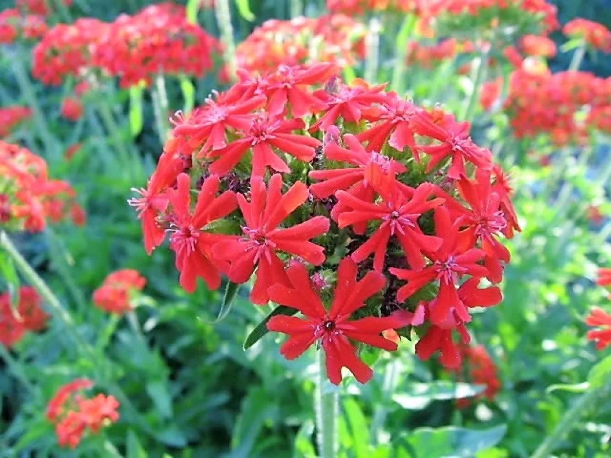 70 RED LYCHNIS Chalcedonica / Rose Campion / Catchfly Flower Seeds