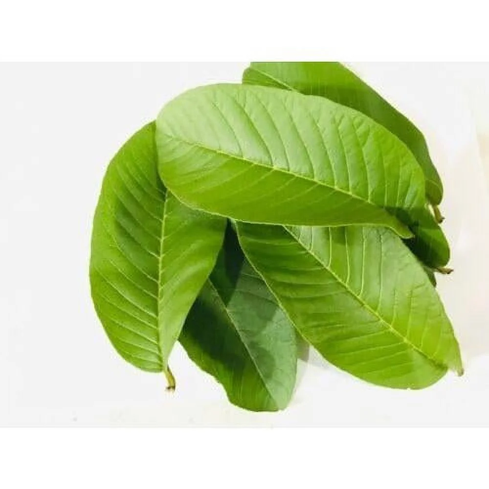 Premium Organic  Guava Leaves, 100% Natural, Non- GMO, Whole Leaves,  Leaves Picked The Day Of Your Order, Guava Loose Leaf  (15  Guava Leaves)