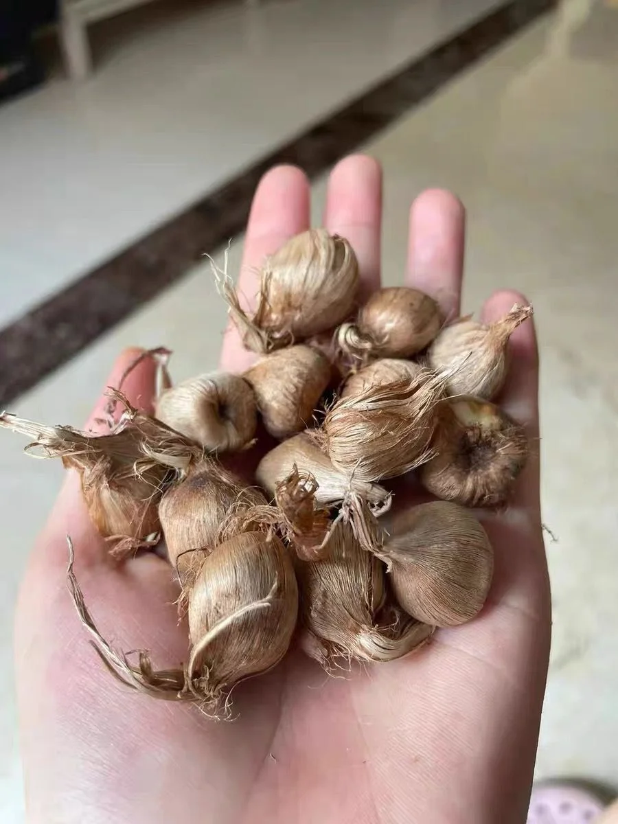 Crocus Flower Bulbs Crocus Bulbs For Planting Outdoors Crocus Plant Crocus Bulbs Garden Decoration