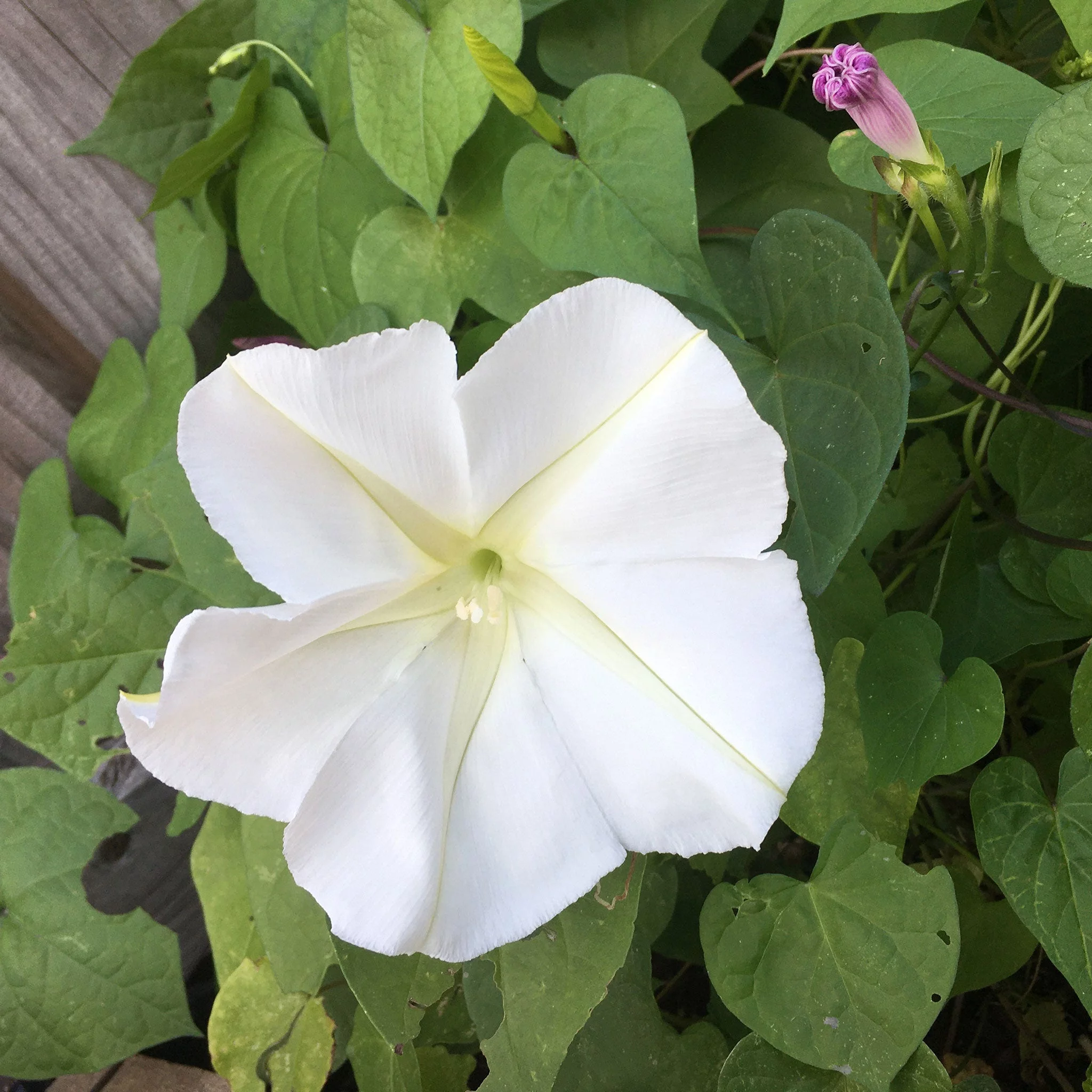 Eden Brothers Moonflower Seeds, Non-GMO Seeds for Planting, Packet | Low-Maintenance Flower Seeds, Plant During Spring, Zones 4, 5, 6, 7, 8, 9, 10