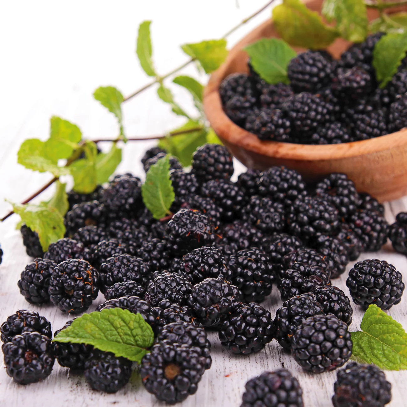 Van Zyverden Blackberry Apache Thornless Dormant Plant Root Full Sun 6+ Hrs Black