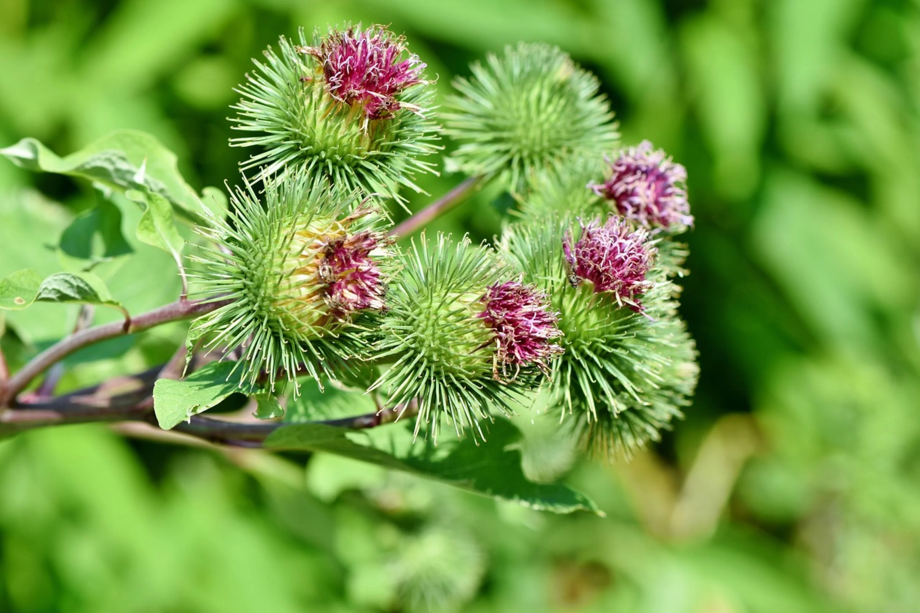 Burdock Seeds/ Biennial/ Full Sun/175 Seeds 1/8 oz/ Zellajake Farm and garden - B158