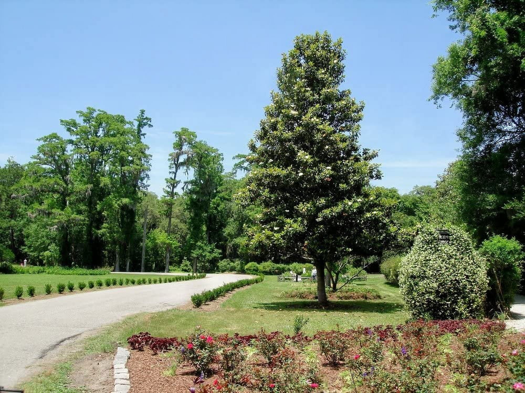 southern magnolia tree - perfect gift for any occasion